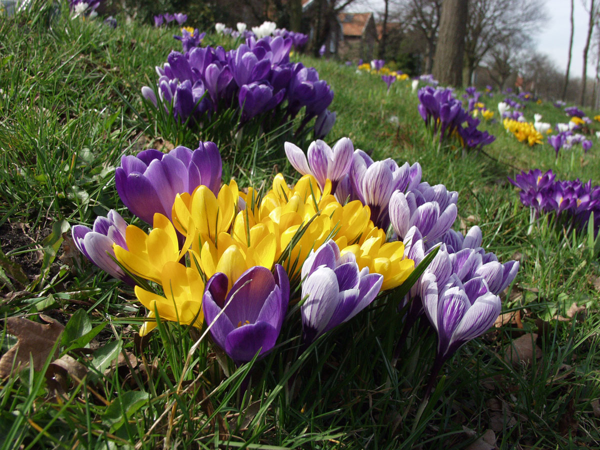 Blumenzwiebeln zum Verwildern.