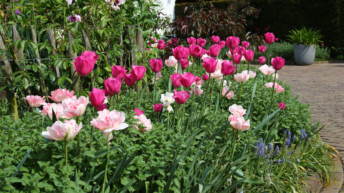 romantische Tulpen-Mischung
