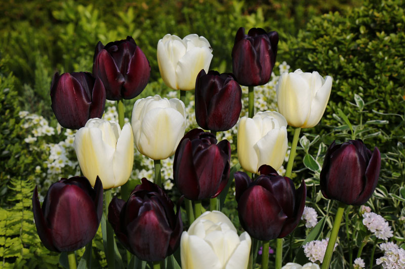 Bitte klicken Sie auf das Produktbild f�r Dame Blanche