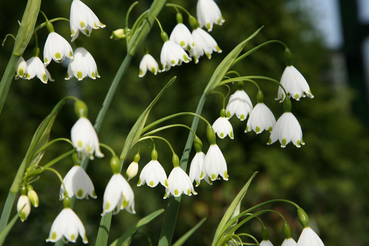 schwarze und weiße Tulpen-Mischung