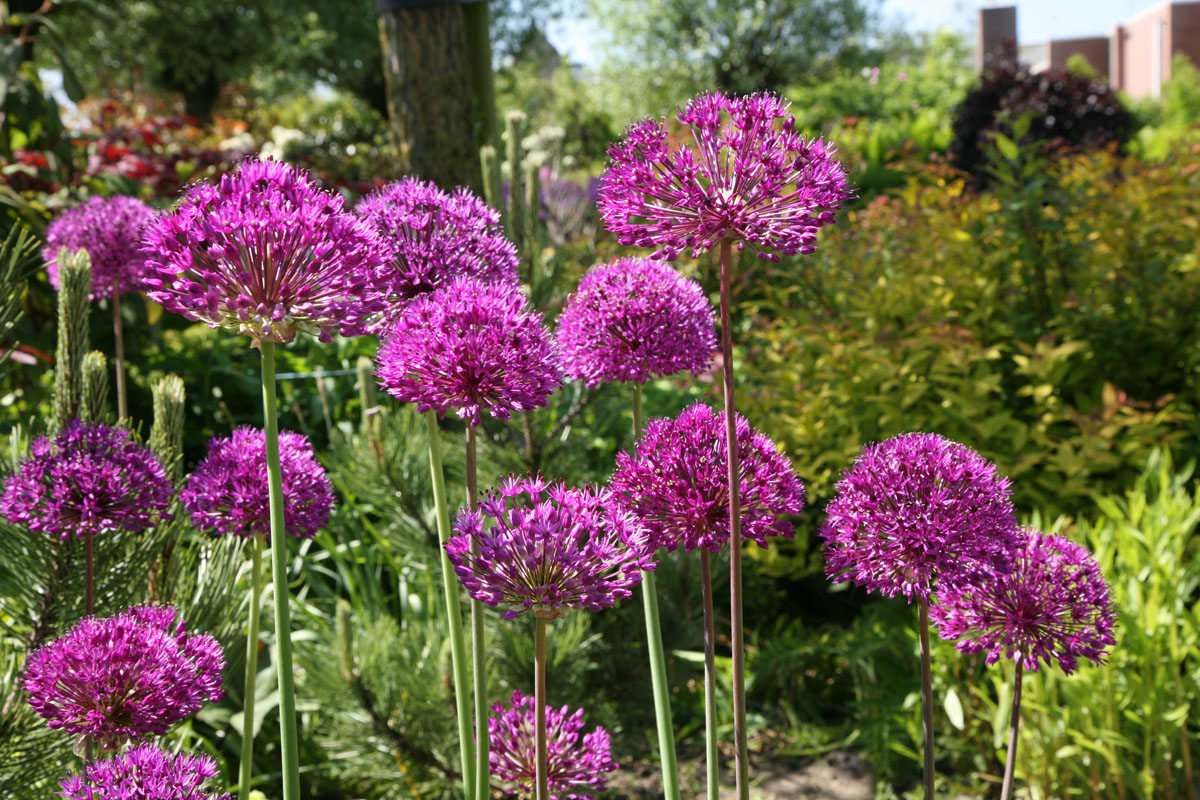Zierlaucharten verzaubern die Gartenbühne