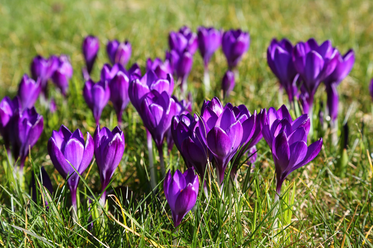 Bitte klicken Sie auf das Produktbild f�r Flower-Power im Rasen