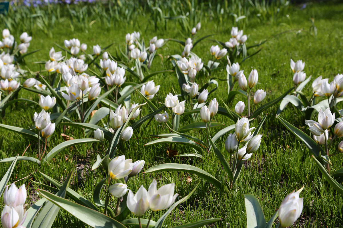 Blumenzwiebeln zum Verwildern.