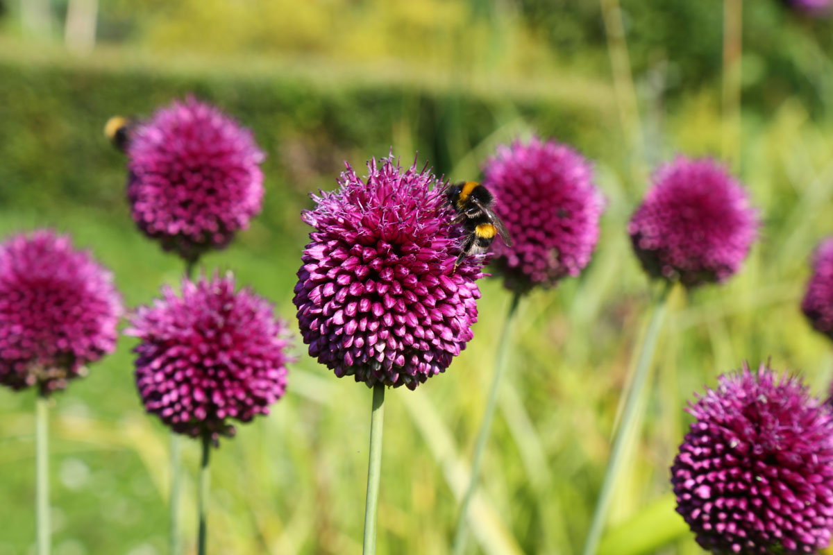 Zwiebelblumen die mit Ihrem Nektar die Bienen und Schmetterlingen verführen.