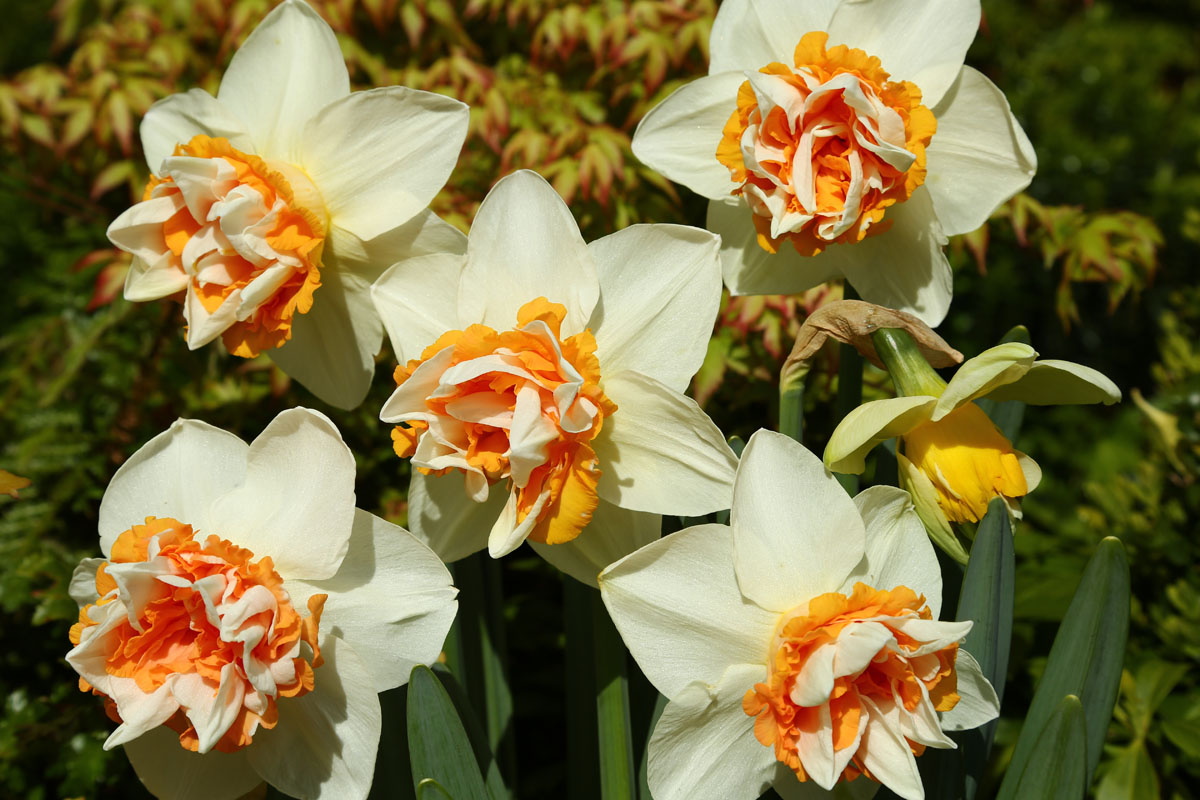 Tulpen mit mediterranem Flair