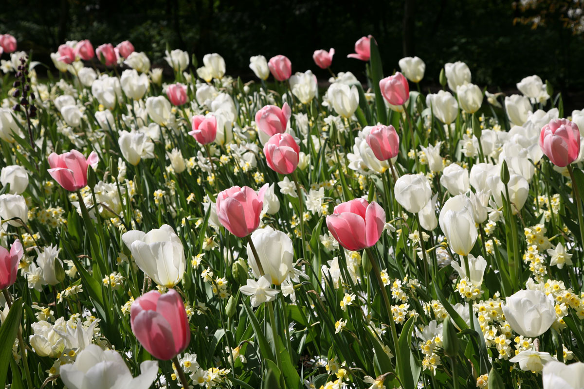 Bitte klicken Sie auf das Produktbild f�r Romantischer Garten