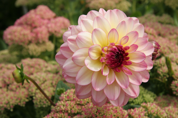 Blüten zum Verlieben