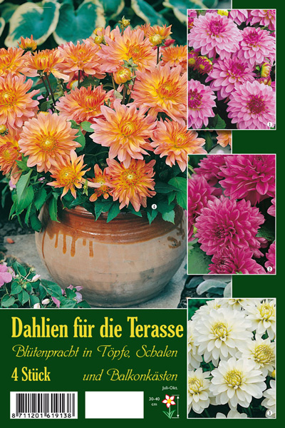 Bitte klicken Sie auf das Produktbild um ins Pflanzenportr�t zu kommen