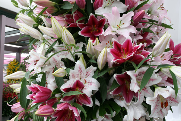 Bitte klicken Sie auf das Produktbild f�r Lilien des Orients
